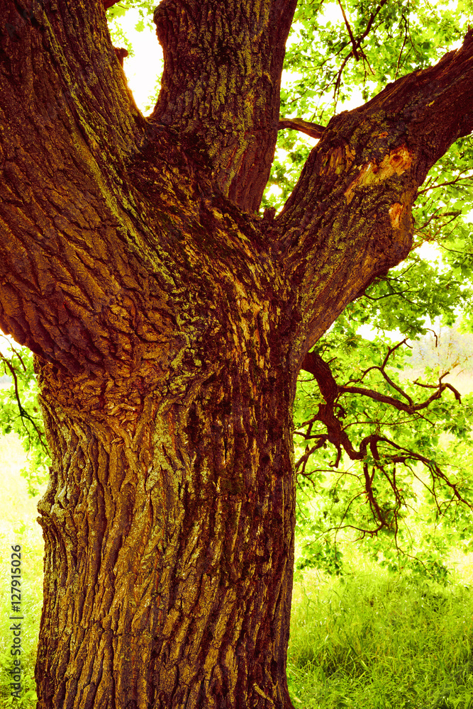 Obraz premium oak in sunlight in the morning