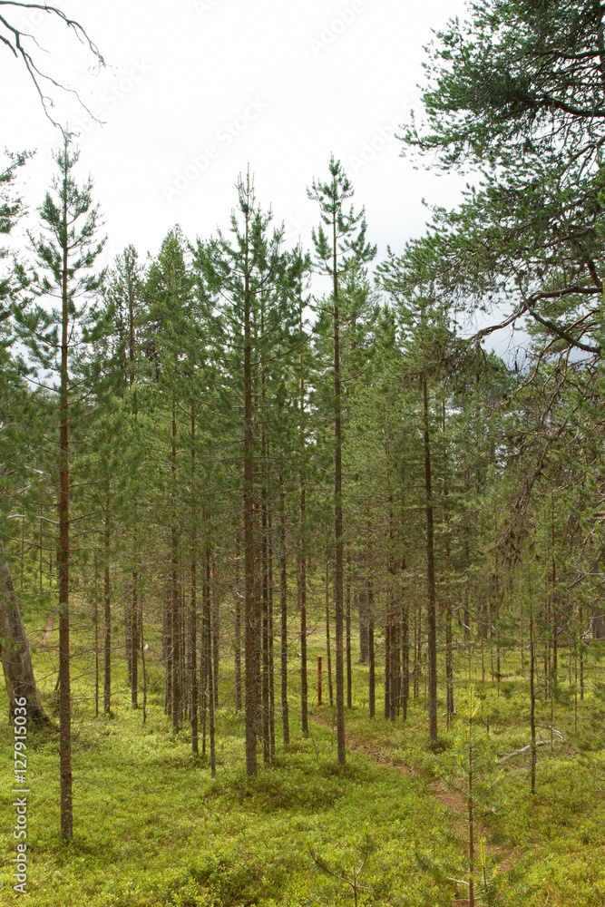 Fototapeta premium Landscape northern FInland