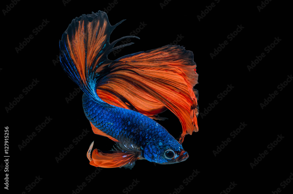 Fototapeta premium Rhythmic of Betta fish, siamese fighting fish,isolated on black