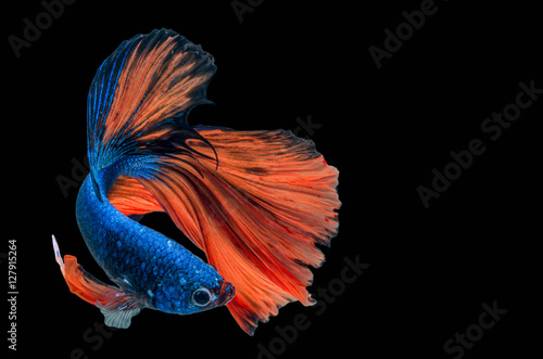 Rhythmic of Betta fish, siamese fighting fish,isolated on black photo