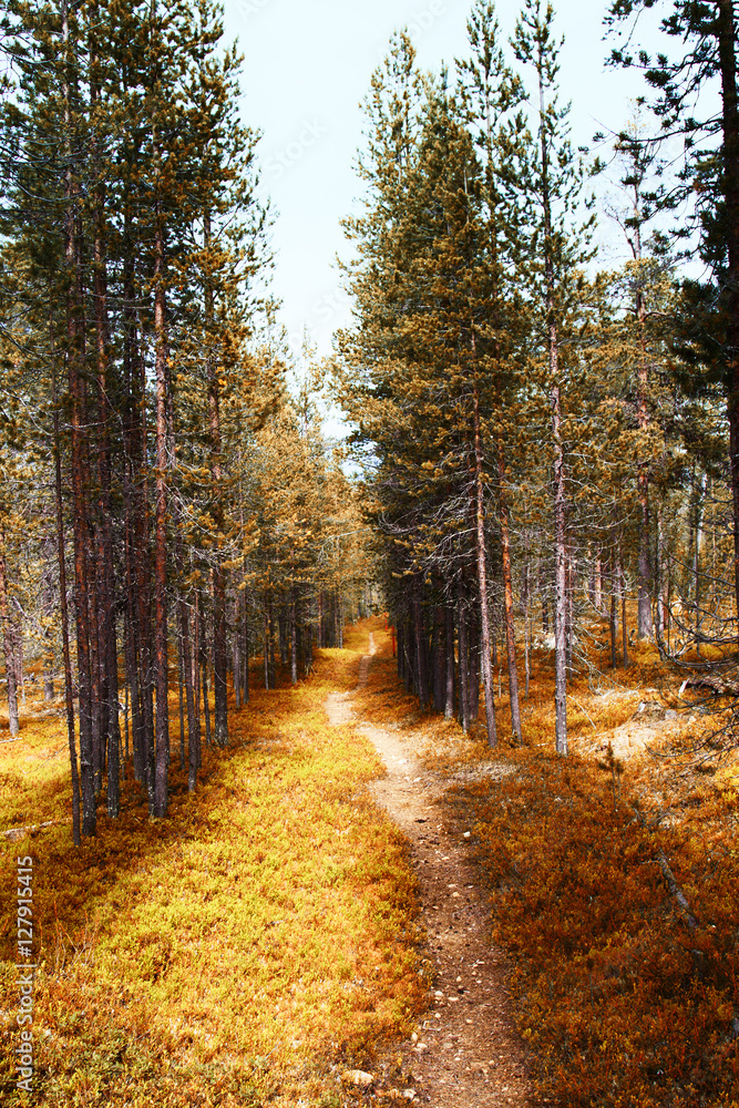 Fototapeta premium Landscape northern FInland