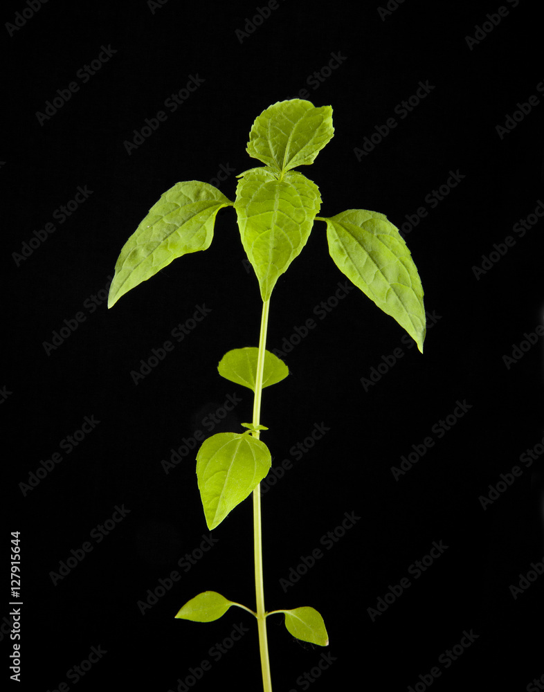 plant with green leaves