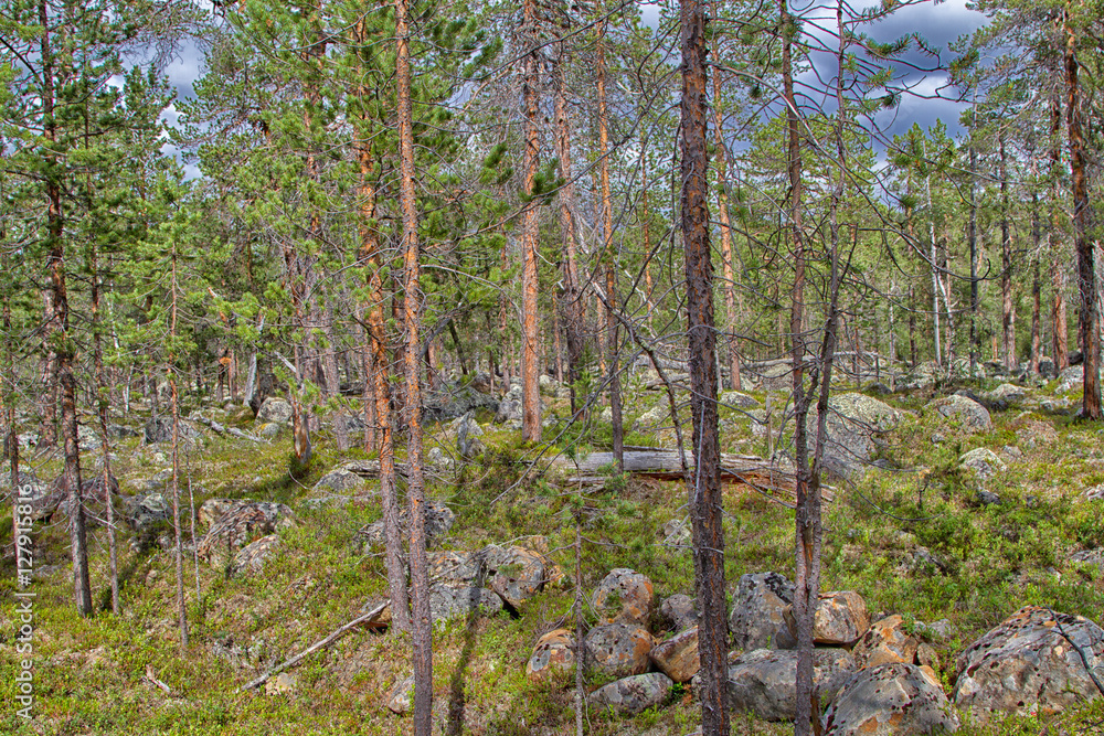 Fototapeta premium Landscape northern FInland