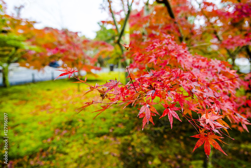 Japanese style garden in fall.
