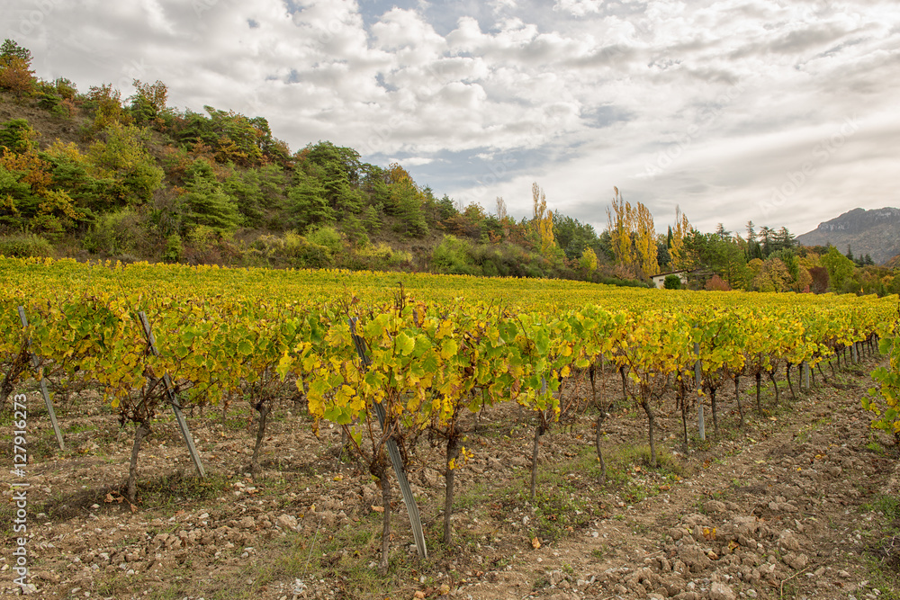 Vineyards in french countryside, Drome, Clairette de Die