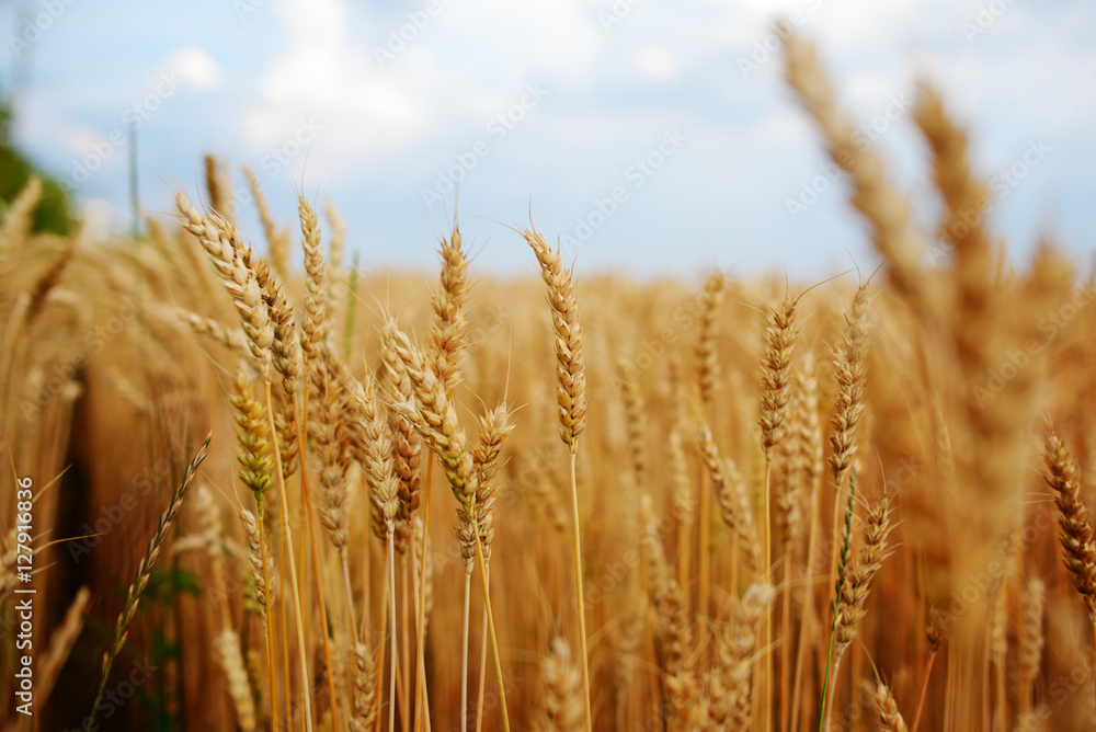 Fototapeta premium Wheat Field