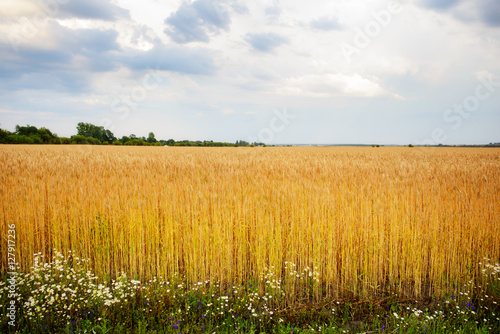 cloudy sky over golden field. rain before