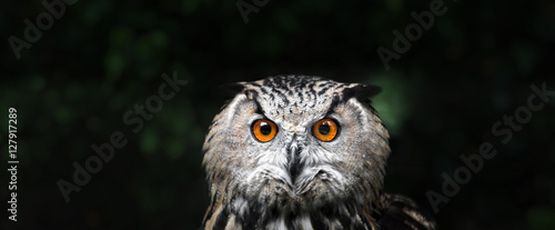 Owl Portrait. owl eyes