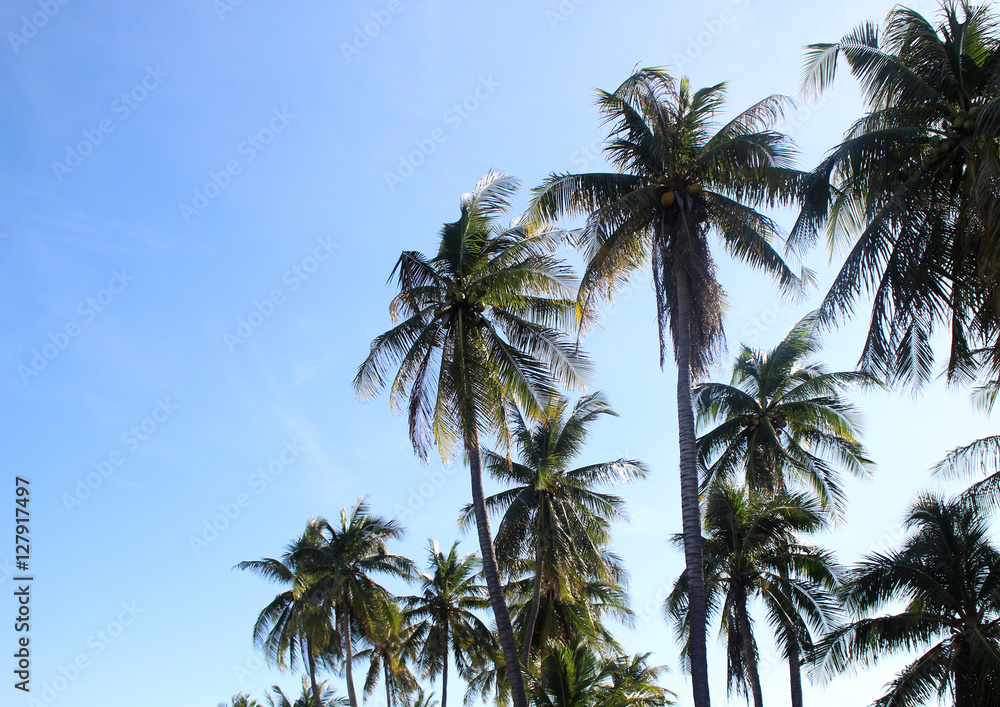 branch palm leaf trees on the cloud blue sky with beautiful suns