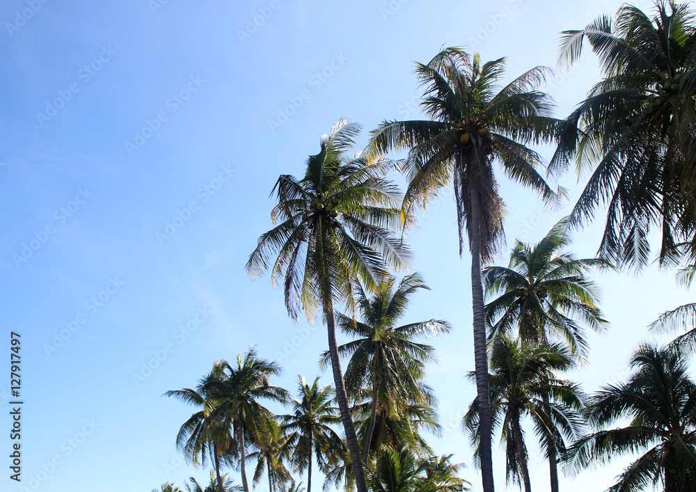branch palm leaf trees on the cloud blue sky with beautiful suns branch palm leaf trees on the cloud blue sky with beautiful suns