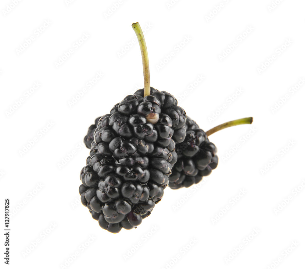 mulberry mulberry