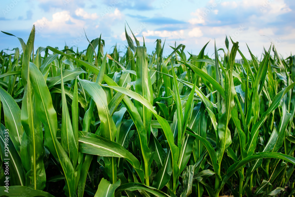 Fototapeta premium corn field close-up at the sunset