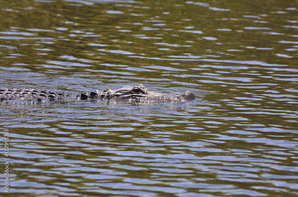 Fototapeta premium alligator swimming 