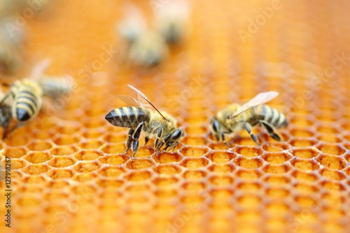 Bees workers on honeycomb