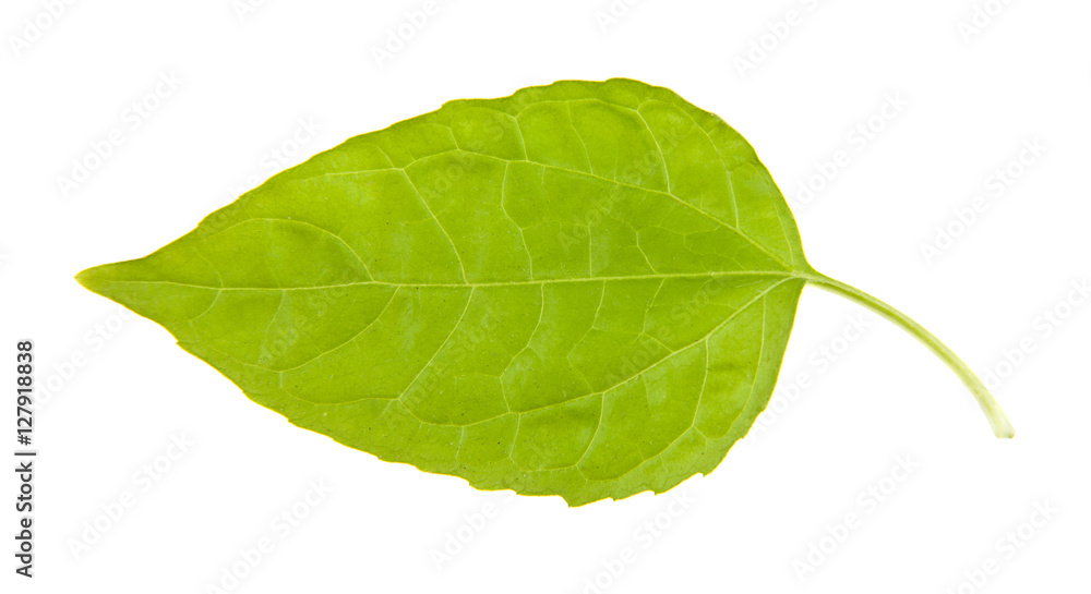green leaves green leaves