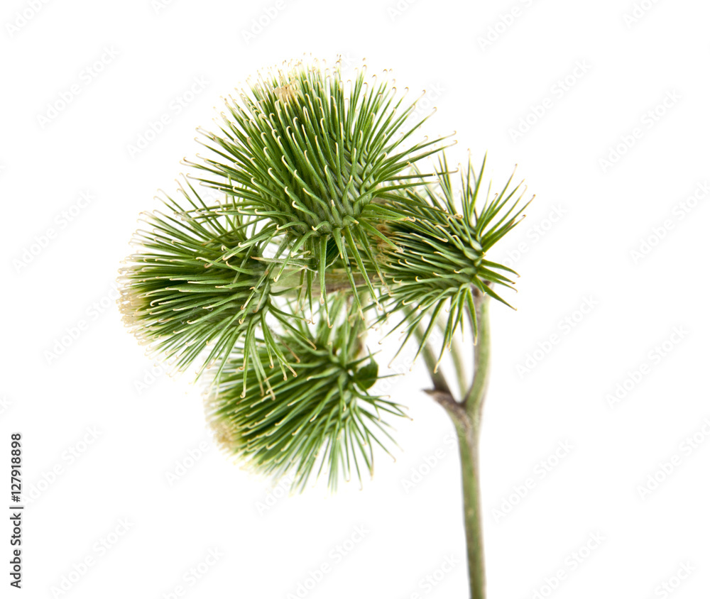 milk Thistle milk Thistle