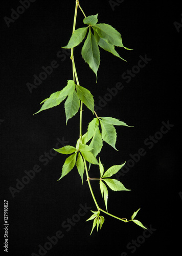 leaves of vine