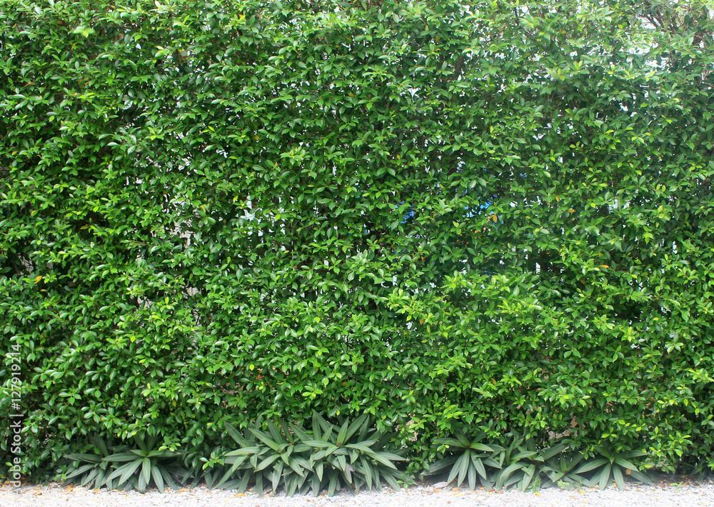 green leaves plant vertical on wall
