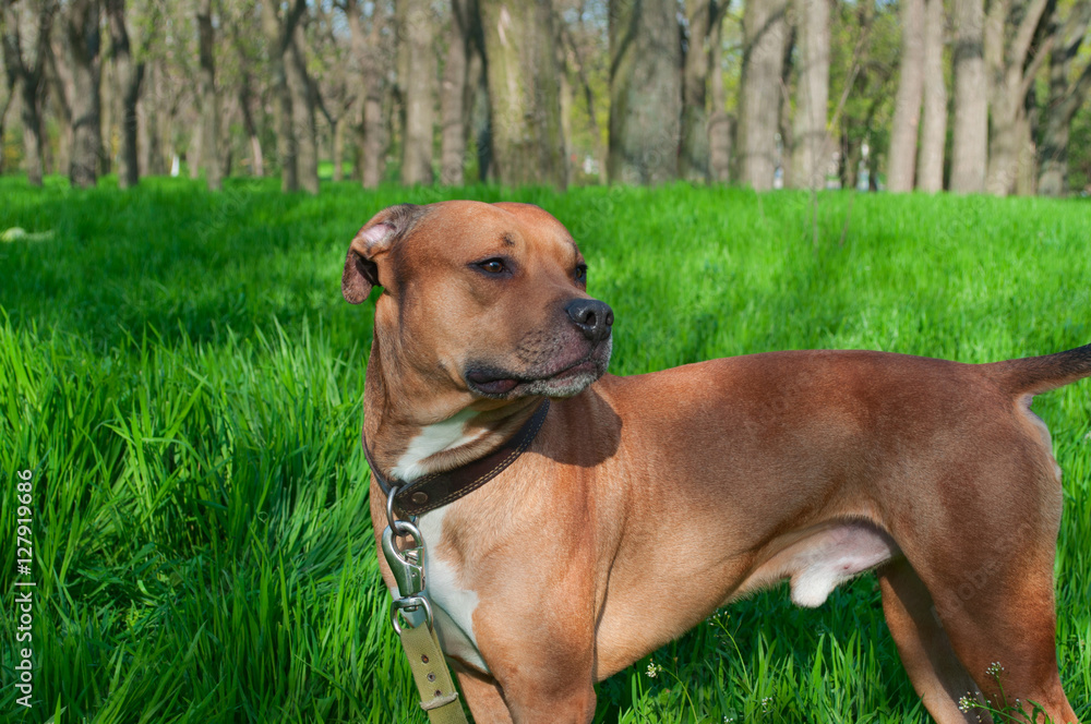 American Pit bull standing in the middle of green grass