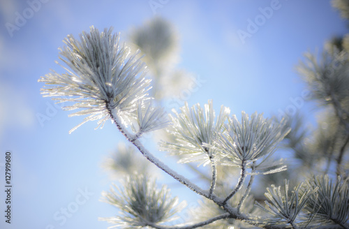 Winter Pine On A Sunny Day 01