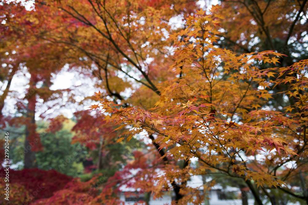 Japanese style garden in fall.