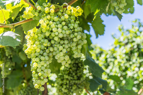 Wallpaper Mural Wine grapes on the vine. Torontodigital.ca