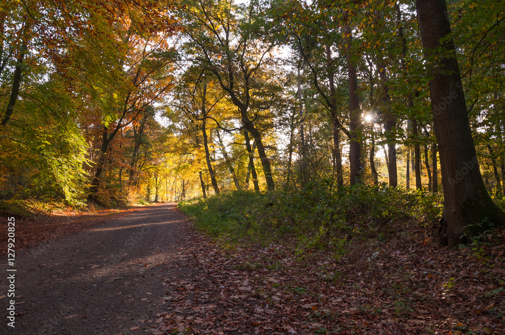 Naklejka premium Herbst in der Haard