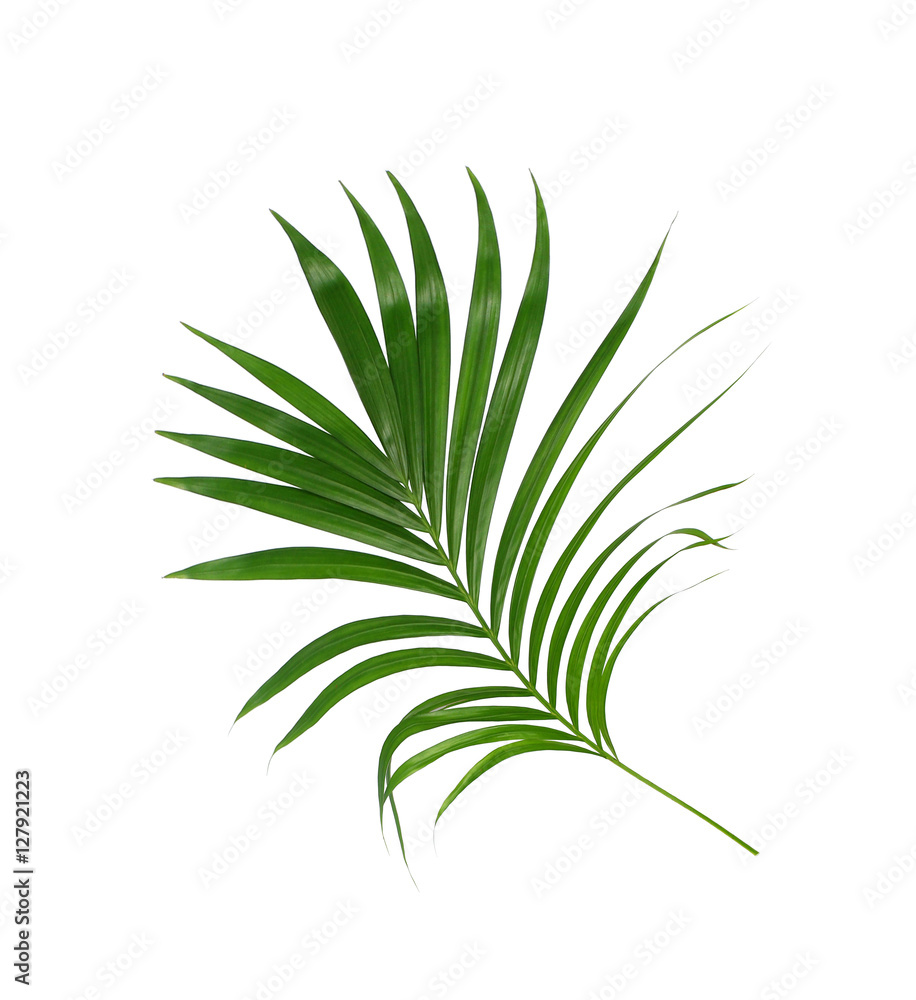 Green leaves of palm tree isolated on white background Green leaves of palm tree isolated on white background