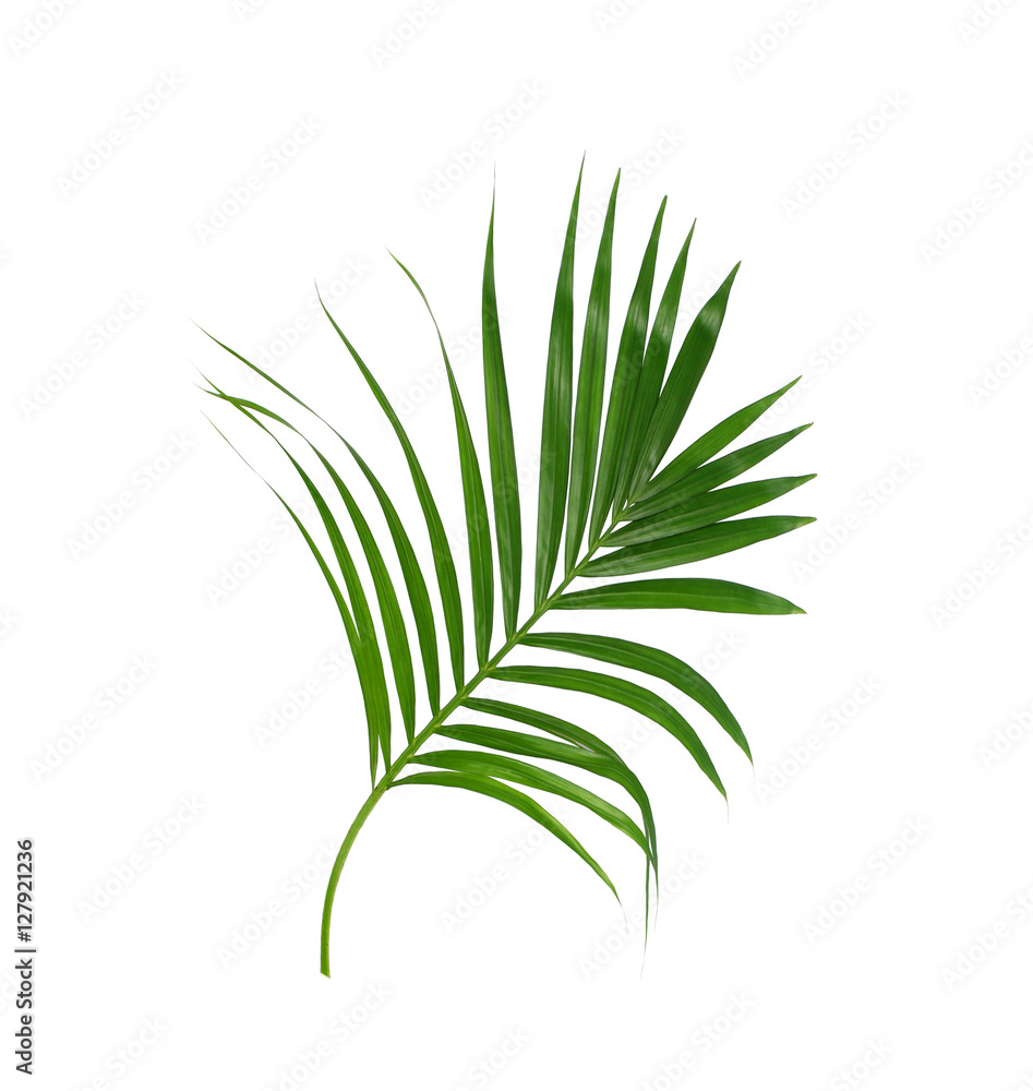 Green leaves of palm tree isolated on white background Green leaves of palm tree isolated on white background
