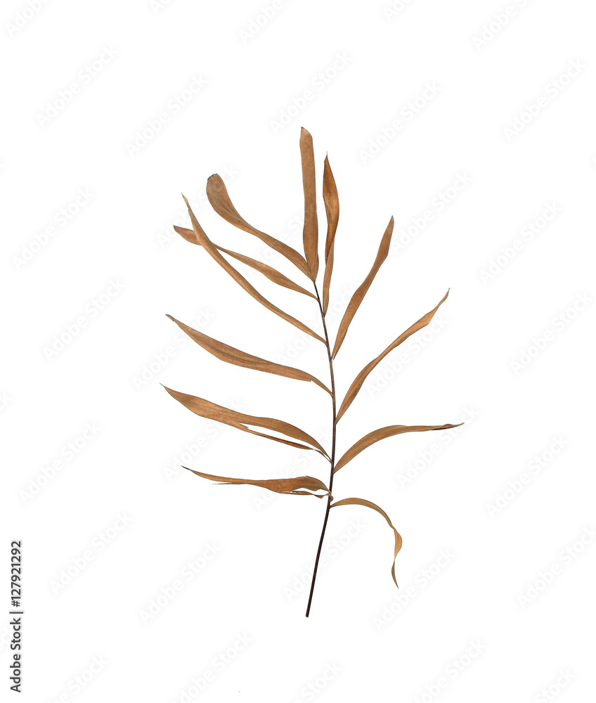 dry leaves of palm tree isolated on white background dry leaves of palm tree isolated on white background