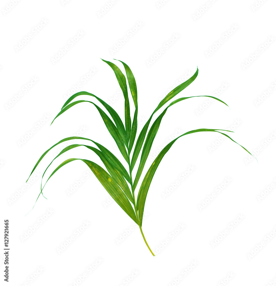 Green leaves of palm tree isolated on white background Green leaves of palm tree isolated on white background