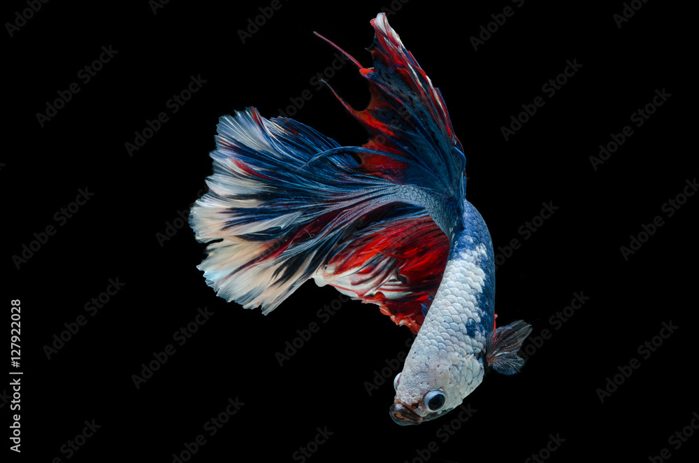 Rhythmic of Betta fish, siamese fighting fish,isolated on black Rhythmic of Betta fish, siamese fighting fish,isolated on black