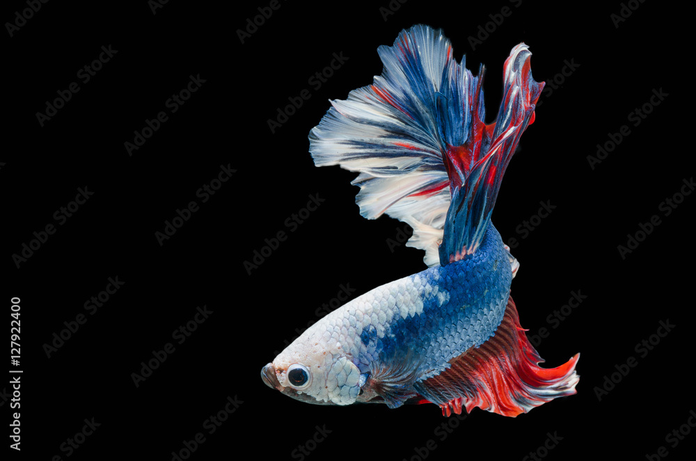 Fototapeta premium Rhythmic of Betta fish, siamese fighting fish,isolated on black