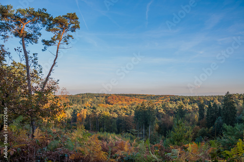 Herbst in der Haard