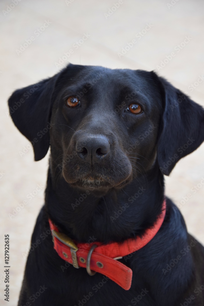 Black labrador dog with red collar