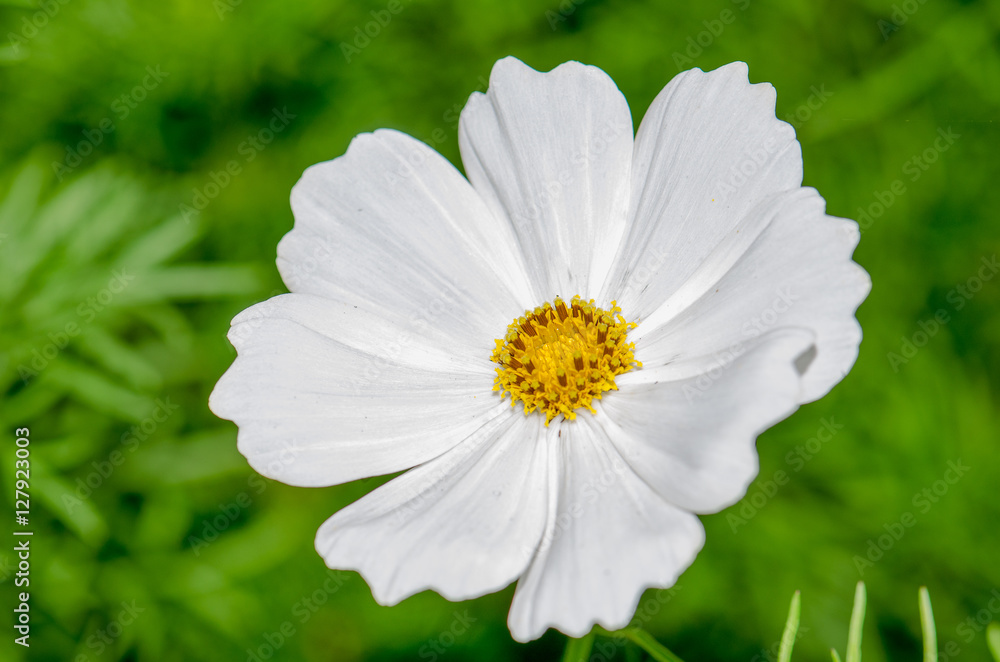 Obraz premium .Cosmos flowers blooming beautifully mild morning sun.