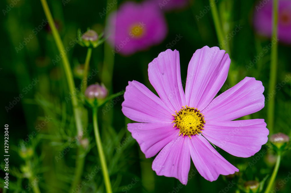 .Cosmos flowers blooming beautifully mild morning sun. .Cosmos flowers blooming beautifully mild morning sun.