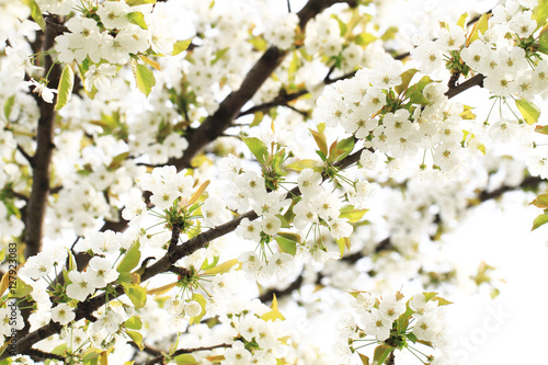 cherries flowers background © jonnysek