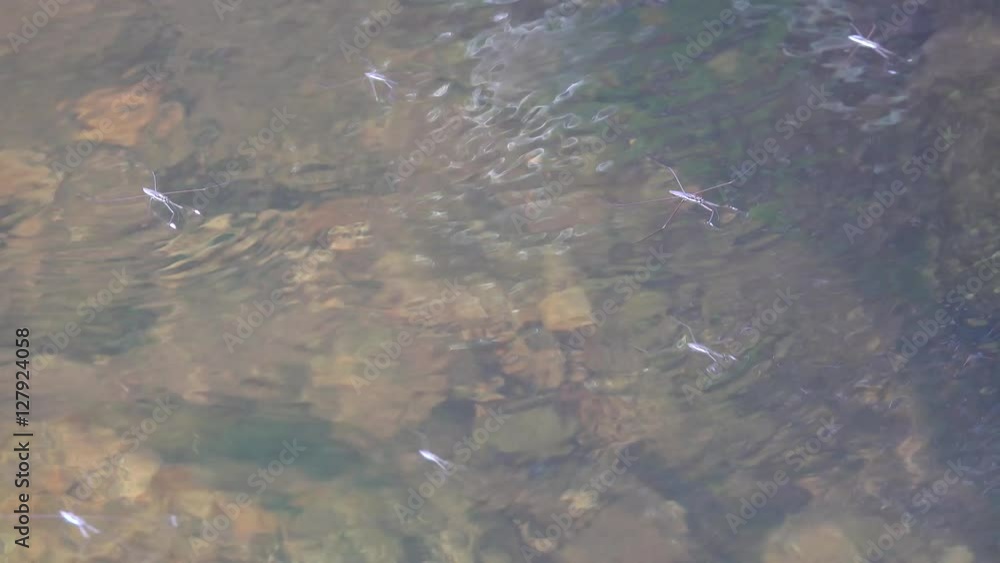 Lots of water striders hopping and playing on the lake. Also known as Gerridae gerrids distinguish themselves by having the unique ability to walk on water. Lots of water striders hopping and playing on the lake. Also known as Gerridae gerrids distinguish themselves by having the unique ability to walk on water.
