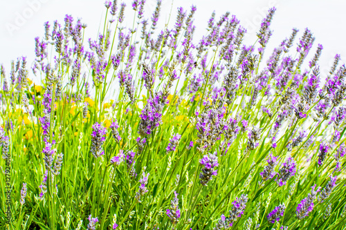 Lavender bush close-up