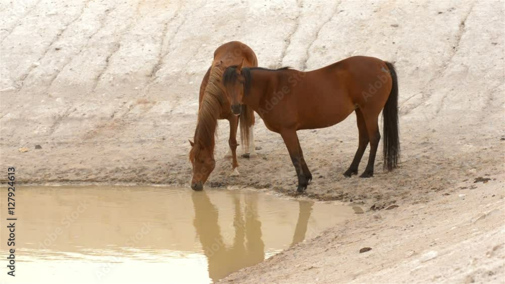Two horses drinking water from a dam on an Australian farm. Two horses drinking water from a dam on an Australian farm.