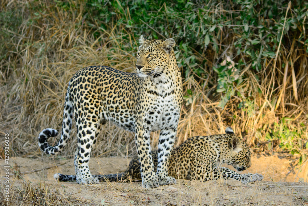 Female Leopard & Cub, Sabi Sands Game Reserve, South Africa Female Leopard & Cub, Sabi Sands Game Reserve, South Africa
