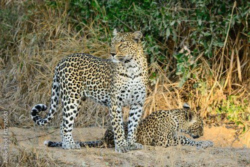 Female Leopard   Cub  Sabi Sands Game Reserve  South Africa