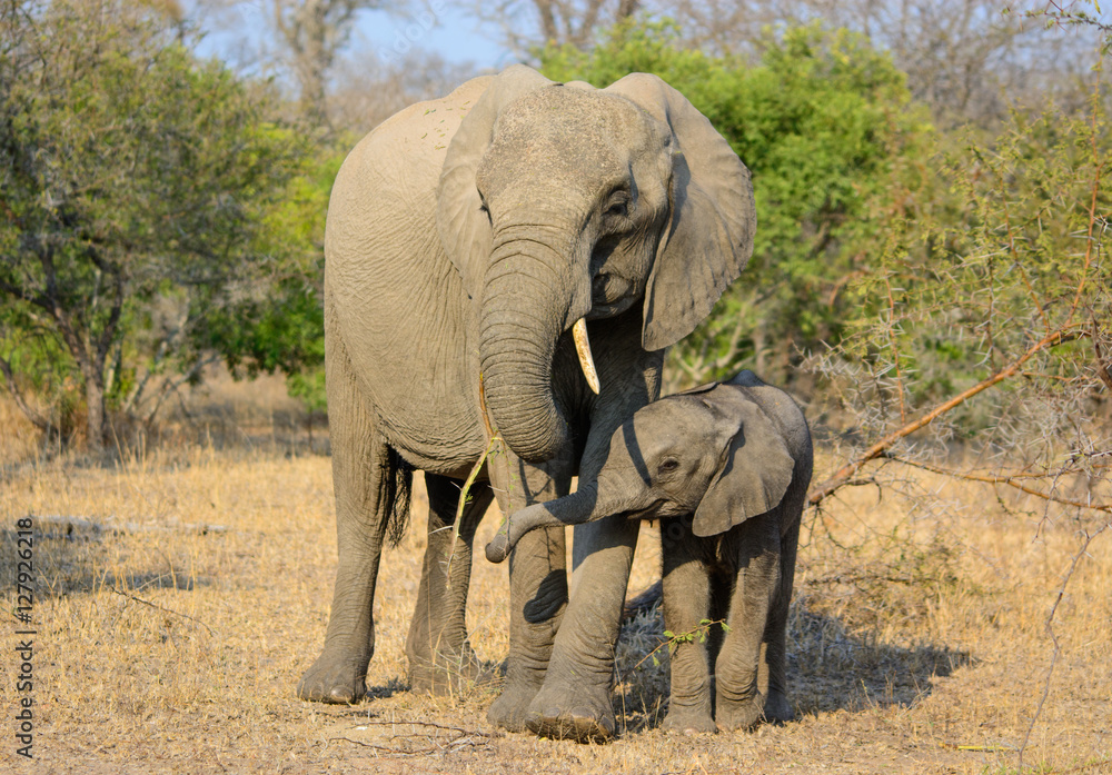 Fototapeta premium Elephant Cow & Calf, Sabi Sand Game Reserve, South Africa
