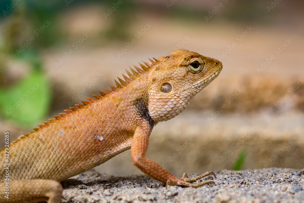 Lizard on the ground,Thailand Lizard on the ground,Thailand