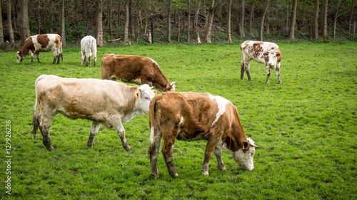 Dirty cow. Cows grazing on a green field