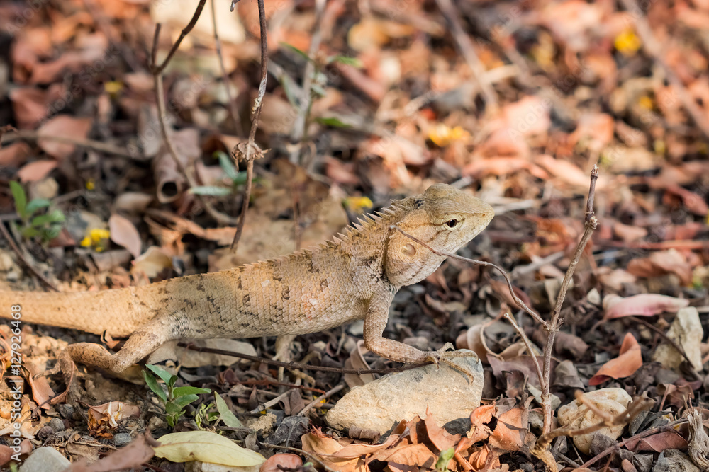 Lizard on the ground,Thailand