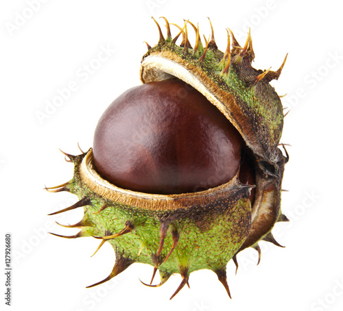 chestnut
