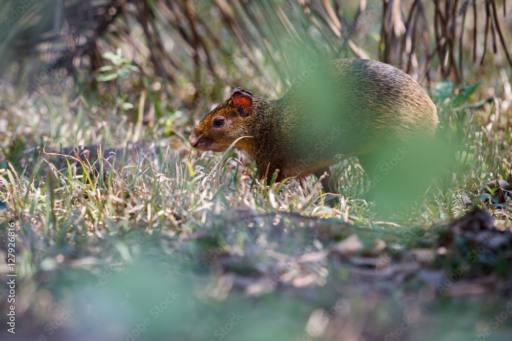 Fototapeta premium Wild agouti close up in the nature habitat, wild brasil, brasilian wildlife, pantanal, green jungle, south american nature and wild