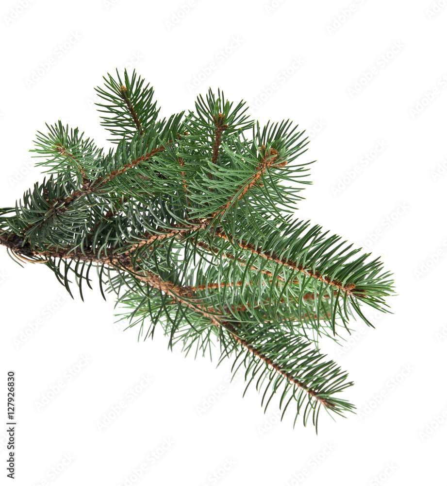 branch of fir-tree branch of fir-tree